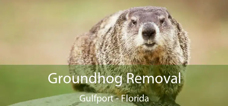 Groundhog Removal Gulfport - Florida