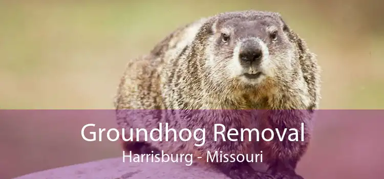 Groundhog Removal Harrisburg - Missouri