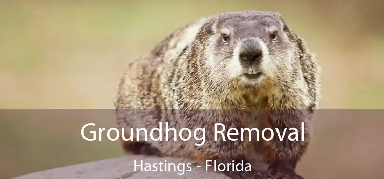 Groundhog Removal Hastings - Florida