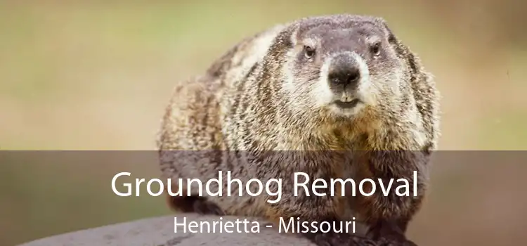 Groundhog Removal Henrietta - Missouri