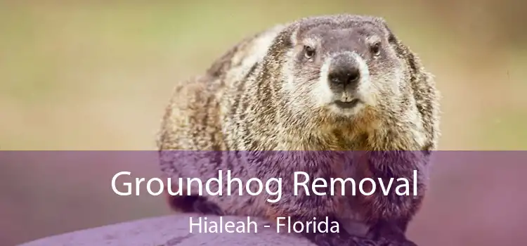 Groundhog Removal Hialeah - Florida