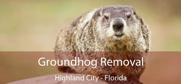 Groundhog Removal Highland City - Florida