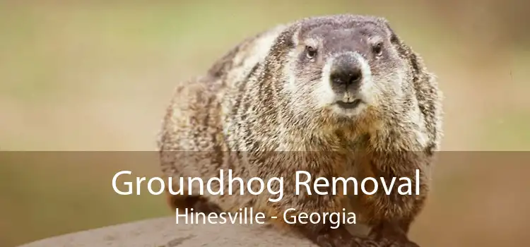 Groundhog Removal Hinesville - Georgia