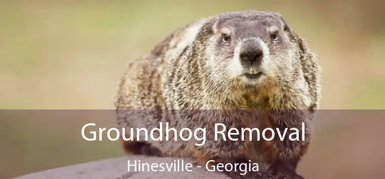 Groundhog Removal Hinesville - Georgia