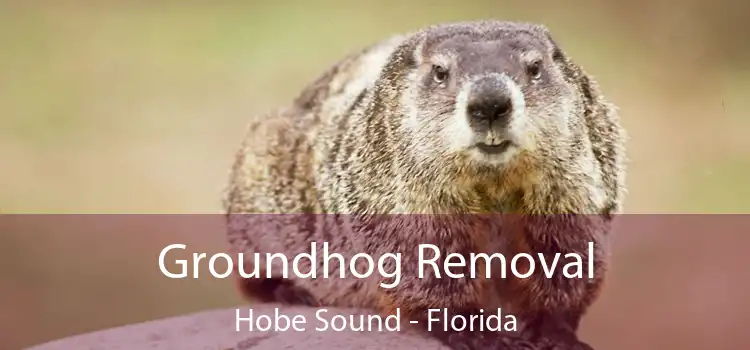 Groundhog Removal Hobe Sound - Florida