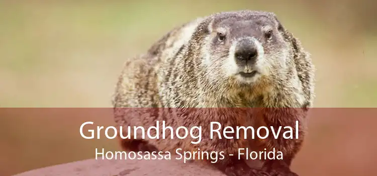Groundhog Removal Homosassa Springs - Florida