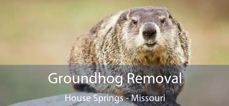 Groundhog Removal House Springs - Missouri