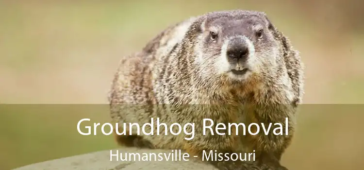 Groundhog Removal Humansville - Missouri