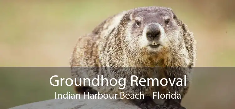 Groundhog Removal Indian Harbour Beach - Florida