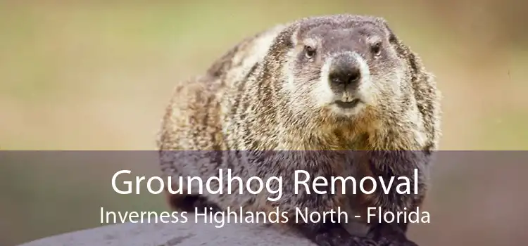 Groundhog Removal Inverness Highlands North - Florida