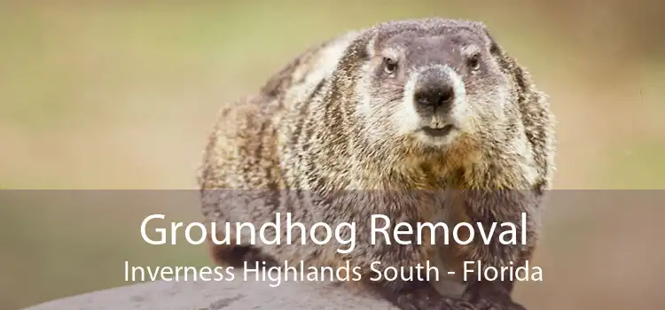 Groundhog Removal Inverness Highlands South - Florida