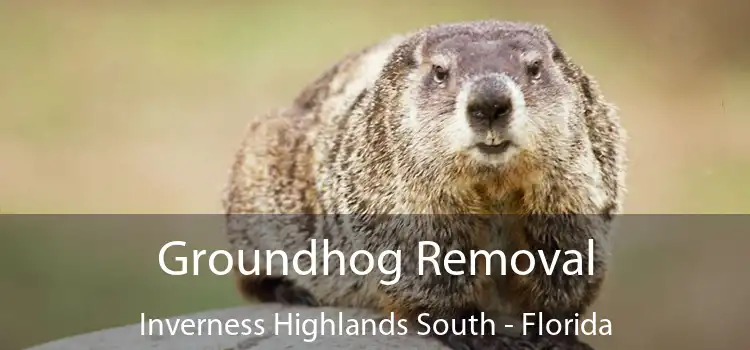 Groundhog Removal Inverness Highlands South - Florida