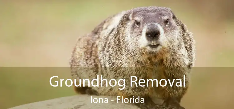 Groundhog Removal Iona - Florida
