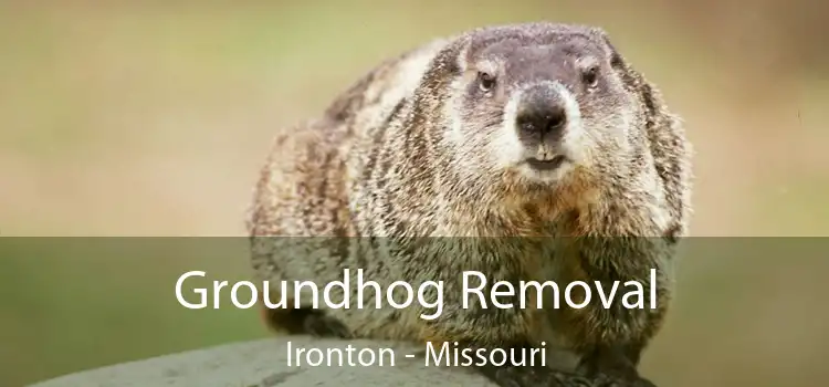 Groundhog Removal Ironton - Missouri