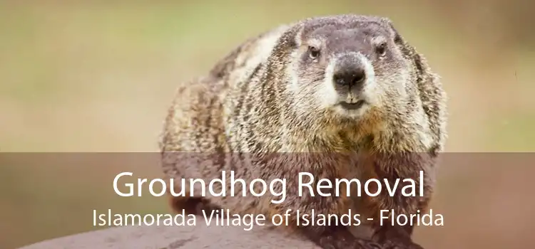 Groundhog Removal Islamorada Village of Islands - Florida