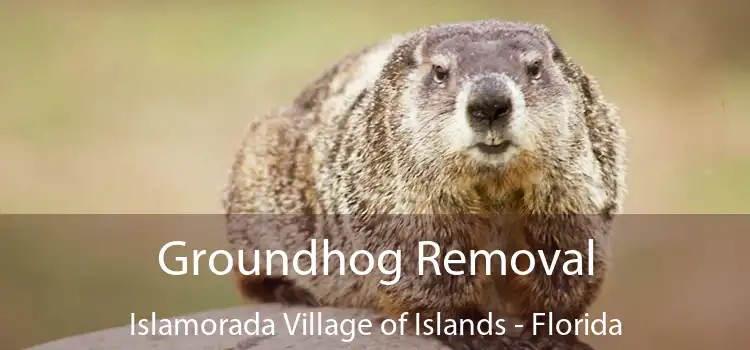 Groundhog Removal Islamorada Village of Islands - Florida