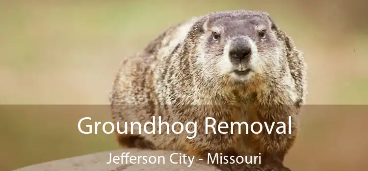 Groundhog Removal Jefferson City - Missouri