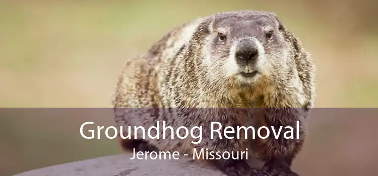 Groundhog Removal Jerome - Missouri