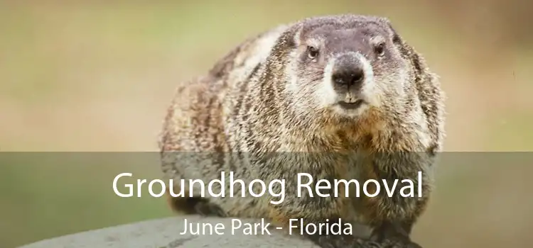 Groundhog Removal June Park - Florida