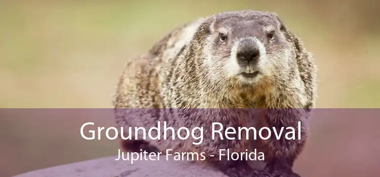 Groundhog Removal Jupiter Farms - Florida