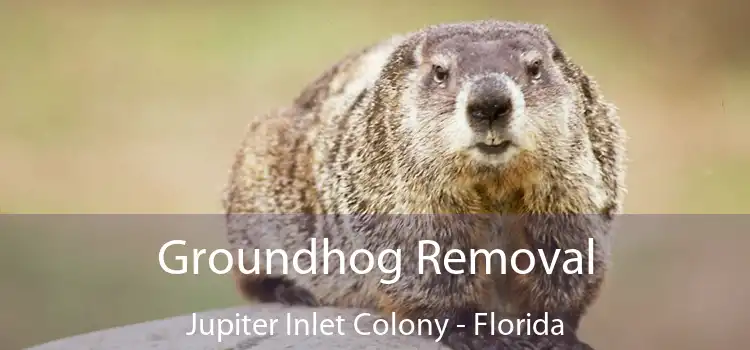 Groundhog Removal Jupiter Inlet Colony - Florida