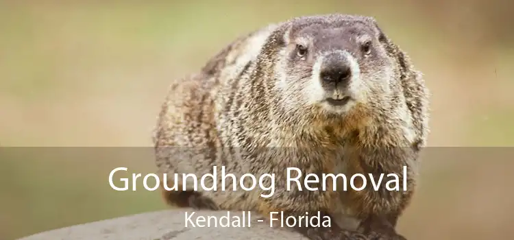 Groundhog Removal Kendall - Florida