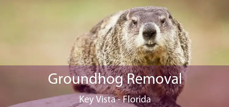 Groundhog Removal Key Vista - Florida