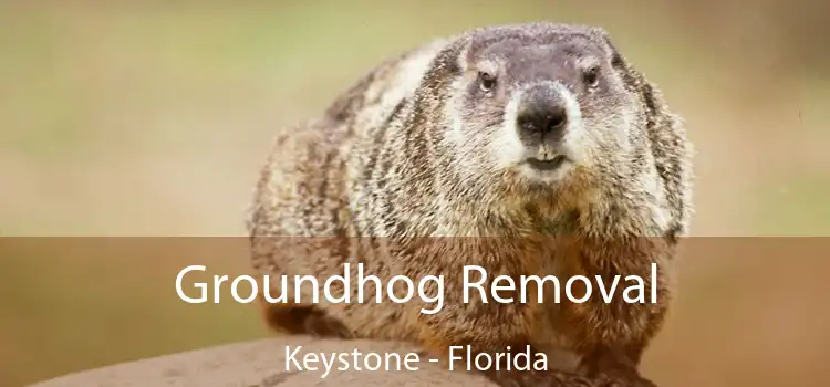 Groundhog Removal Keystone - Florida