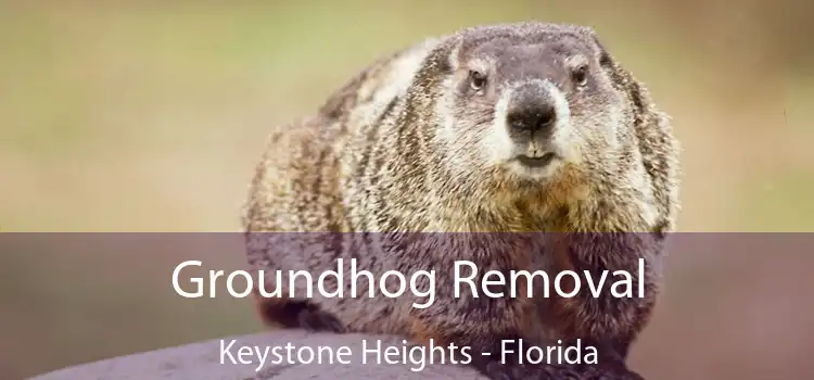 Groundhog Removal Keystone Heights - Florida