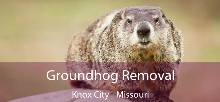 Groundhog Removal Knox City - Missouri