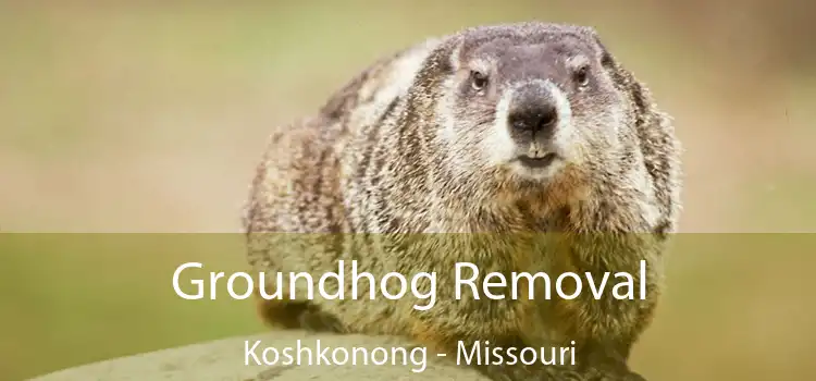 Groundhog Removal Koshkonong - Missouri