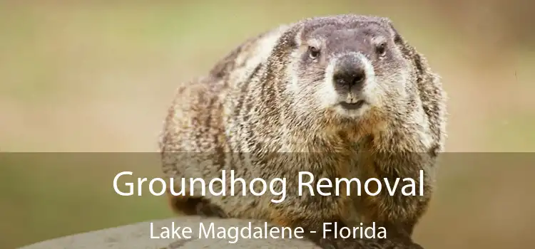 Groundhog Removal Lake Magdalene - Florida