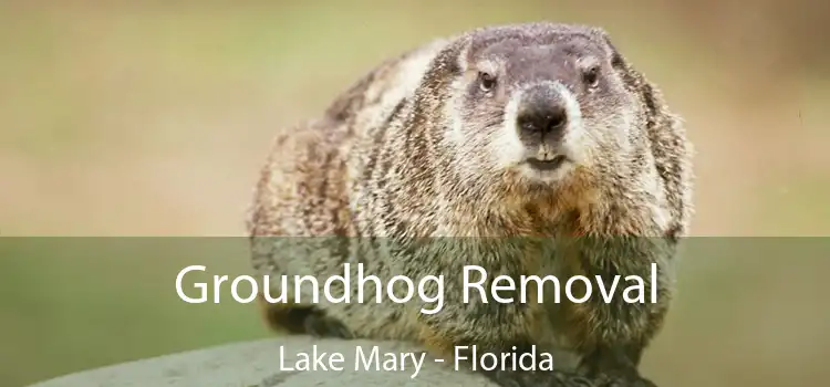 Groundhog Removal Lake Mary - Florida