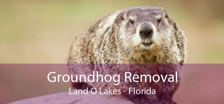 Groundhog Removal Land O Lakes - Florida