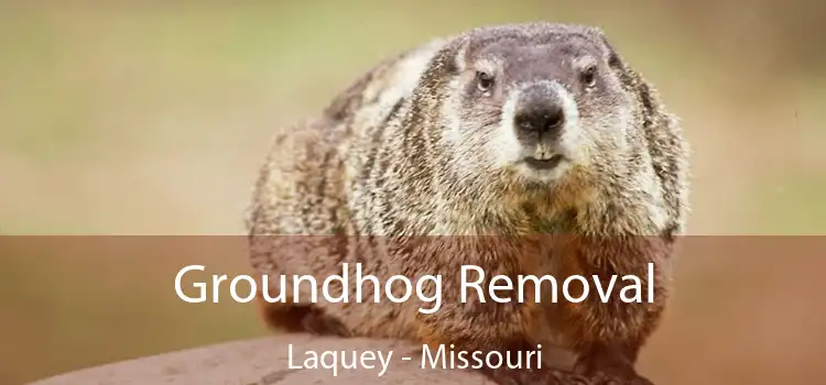 Groundhog Removal Laquey - Missouri