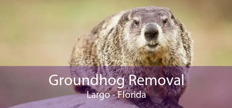 Groundhog Removal Largo - Florida