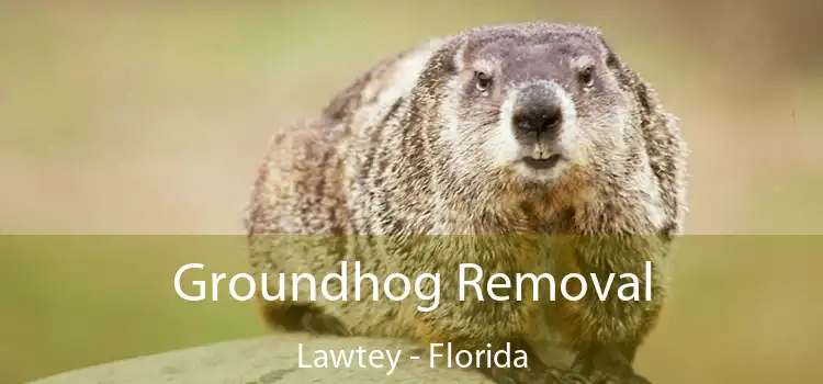 Groundhog Removal Lawtey - Florida