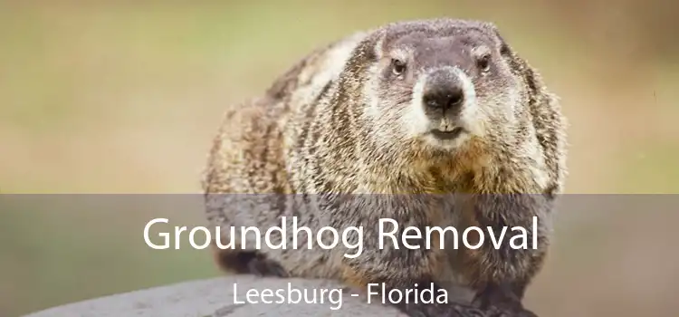 Groundhog Removal Leesburg - Florida