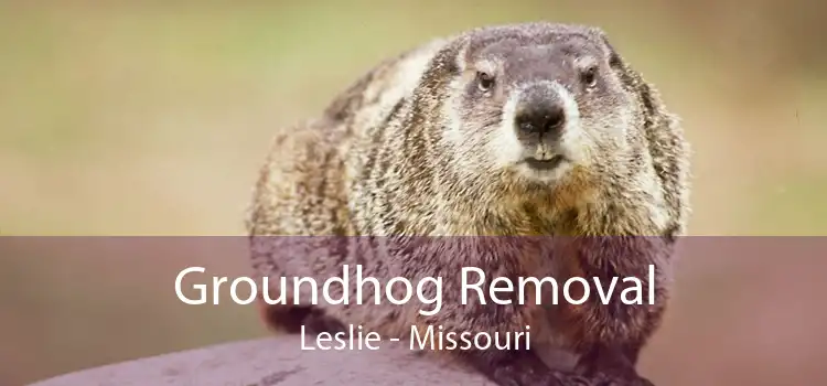Groundhog Removal Leslie - Missouri