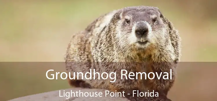 Groundhog Removal Lighthouse Point - Florida