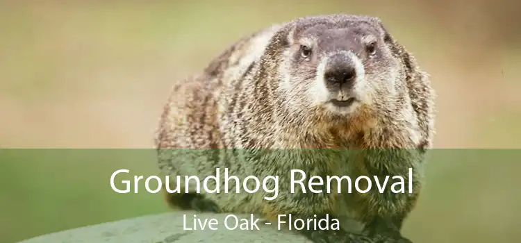 Groundhog Removal Live Oak - Florida