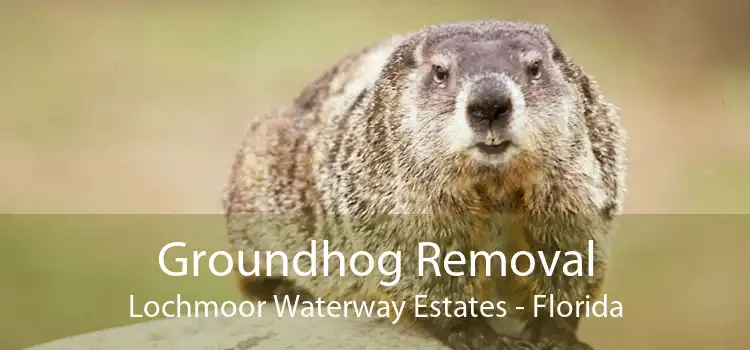 Groundhog Removal Lochmoor Waterway Estates - Florida