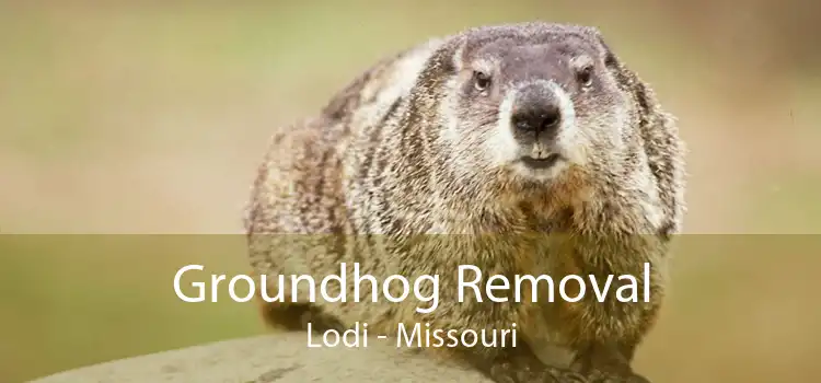 Groundhog Removal Lodi - Missouri