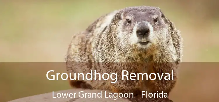 Groundhog Removal Lower Grand Lagoon - Florida