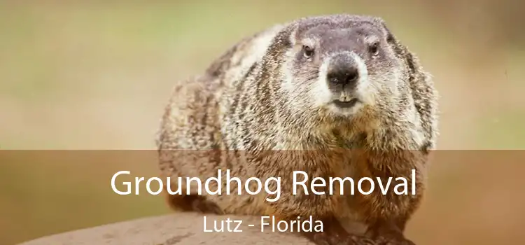 Groundhog Removal Lutz - Florida