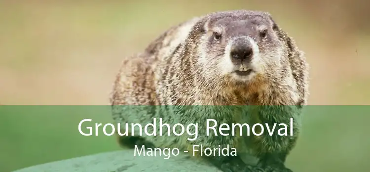 Groundhog Removal Mango - Florida