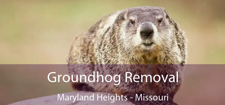 Groundhog Removal Maryland Heights - Missouri