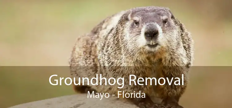 Groundhog Removal Mayo - Florida