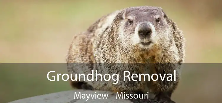 Groundhog Removal Mayview - Missouri