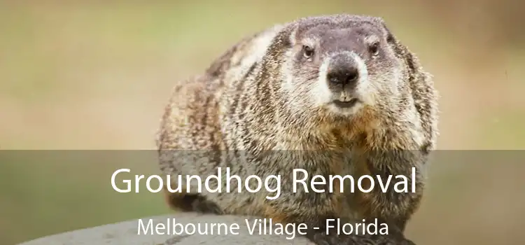 Groundhog Removal Melbourne Village - Florida